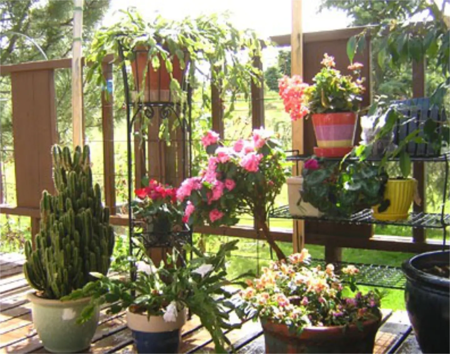 Imgi 2 deck flowers