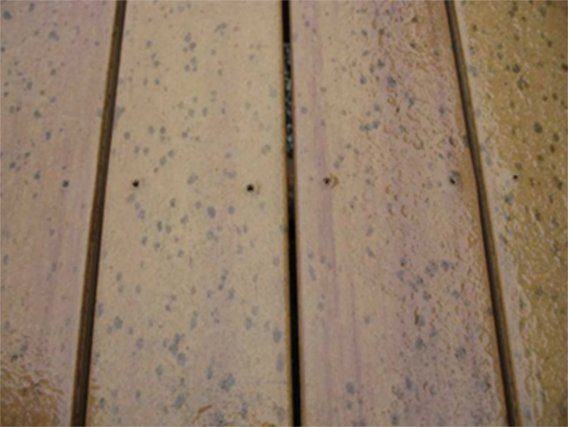 Imgi 2 moldy composite2