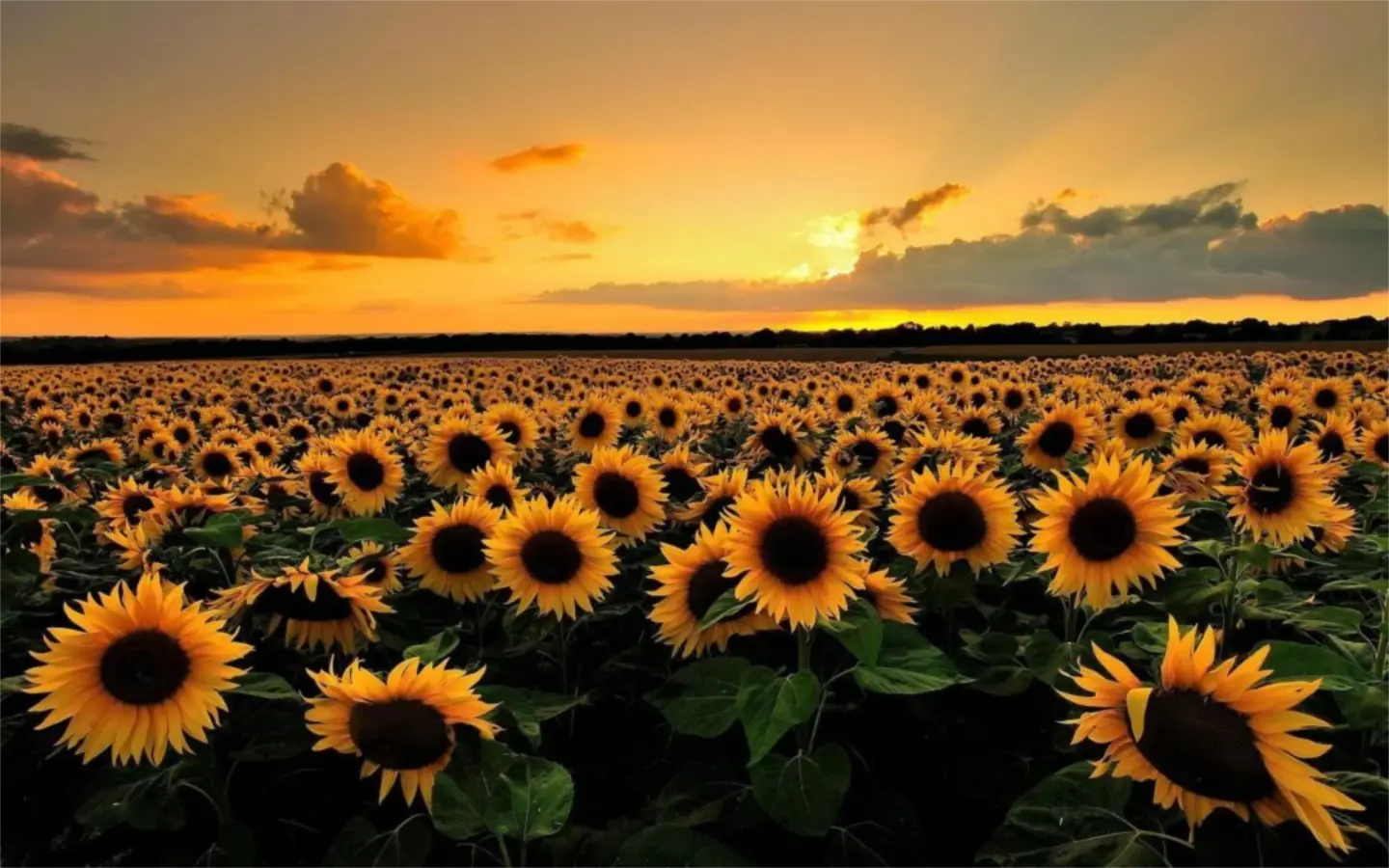 Imgi 2 sunflower 1080x675
