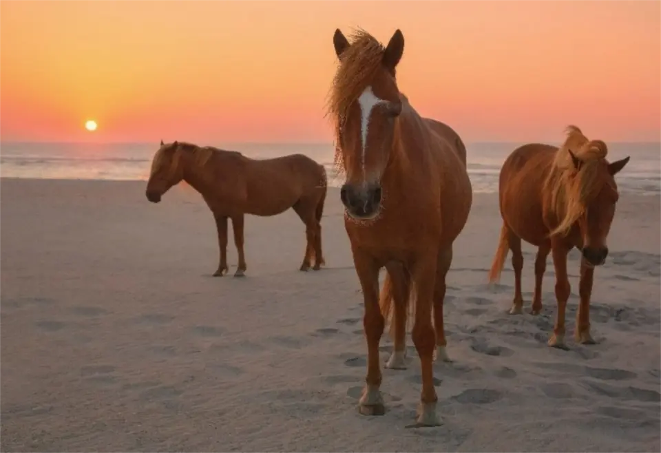 Imgi 3 assateague