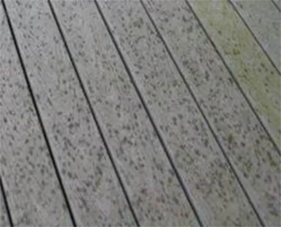 Imgi 4 mold growth