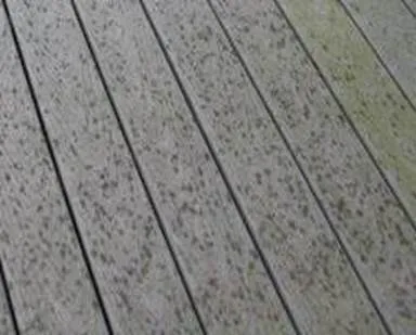 Mold growth